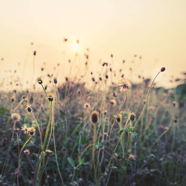 Винтаж фото природы фон с полевыми цветами и растениями в закат