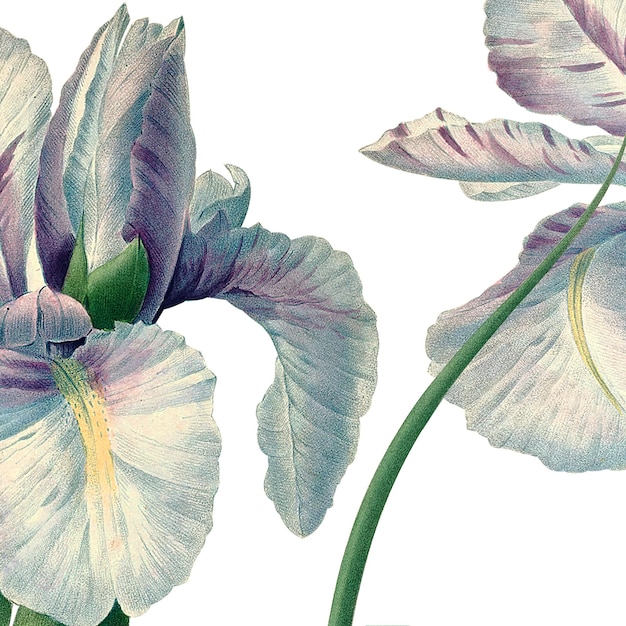 vintage png spanish iris sticker illustration remixed from public domain artworks