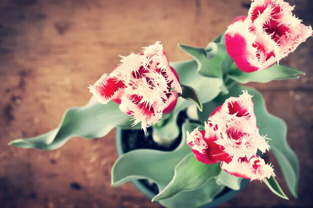 Фото Винтажная открытка с тюльпанами и местом для текста. концепция день святого валентина, день матери, романтика. тонированный
