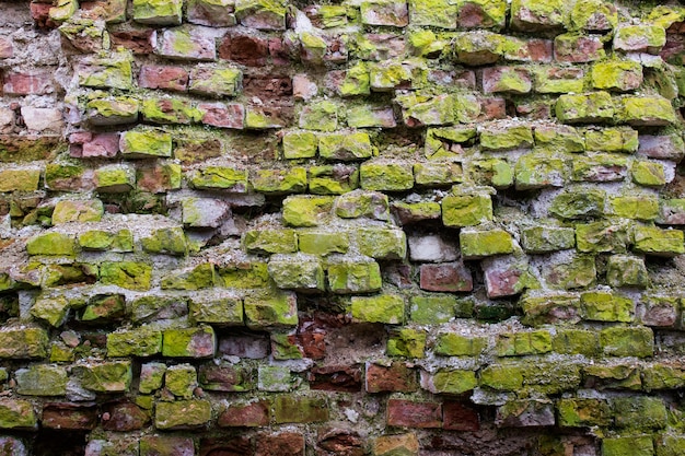 Vintage red brick wall covered with green moss