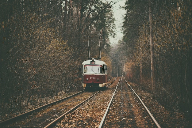 街の森の部分を走るヴィンテージの赤い路面電車。ウクライナ、キエフの公園で秋の背景。