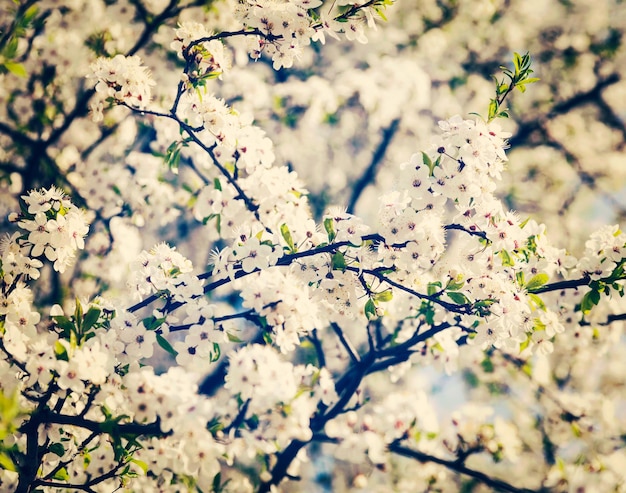 Vintage retro effect filtered hipster style image of apple tree blossoming branch in spring with flowers