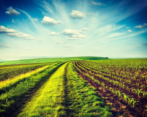 Vintage retro effect filtered hipster style image of Green fields of Moravia Czech Republic