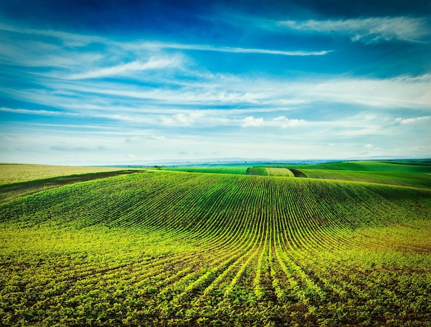 Vintage retro effect filtered hipster style image of Rolling fields of Moravia Czech Republic