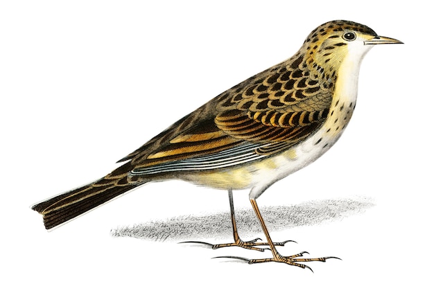 Vintage Richard's Pipit Bird png remix van kunstwerken van Charles Dessalines Dorbigny