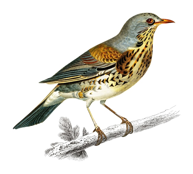 Vintage rock thrush bird png remix van kunstwerken van Charles Dessalines Dorbigny