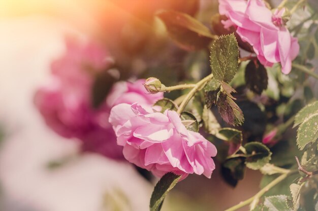 Vintage Rose bush in the garden Floral nature background