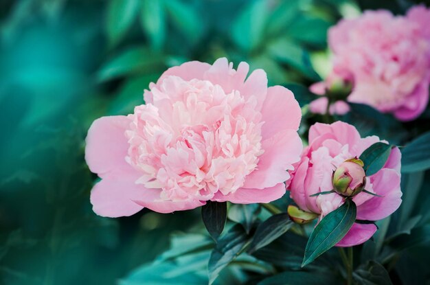 Vintage roze pioenrozen in een tuin Zomerbloeiende pioen Close-up van mooie roze pioenbloem