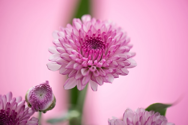 Vintage roze witte chrysant bloemen