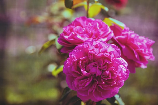 Vintage rozenstruik in de tuin