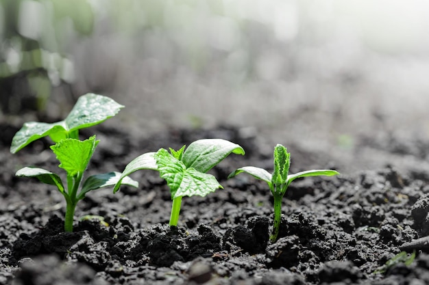 Vintage seedling growing on the ground in the rain