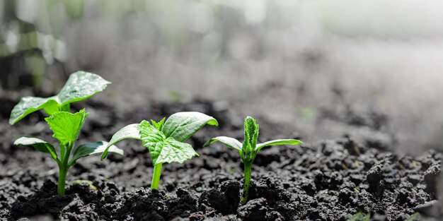 Vintage seedling growing on the ground in the rain