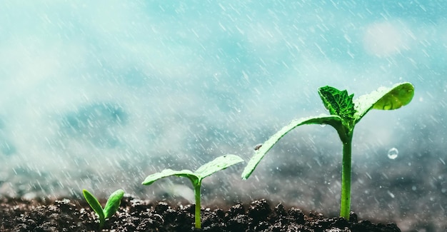 Vintage seedling growing on the ground in the rain