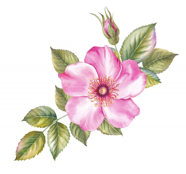 Vintage set of blooming roses. Watercolor botanical illustration of a rose. 