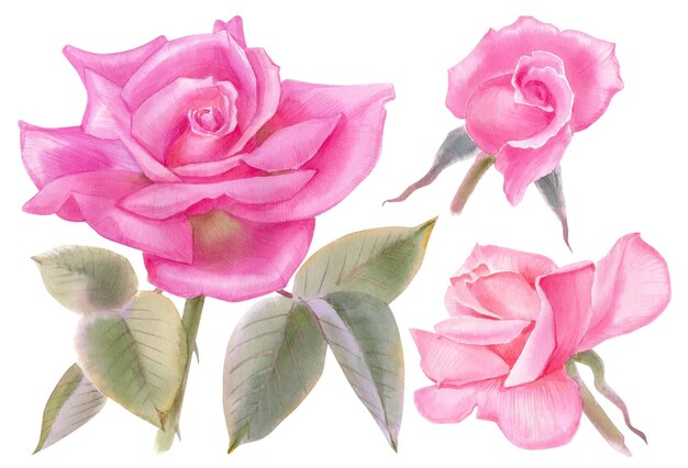 Vintage set of blooming roses Watercolor botanical illustration of a roses