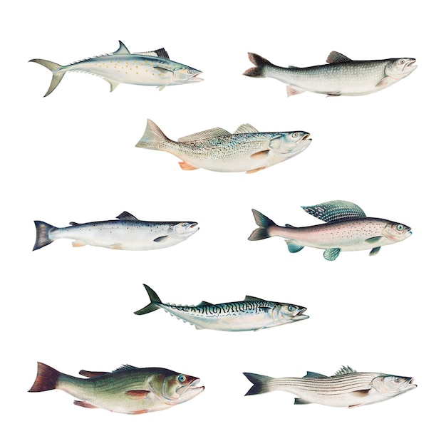 Vintage set of fish chromolithograph