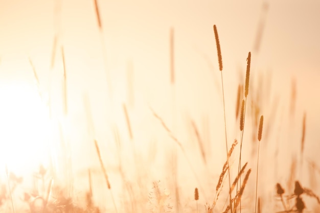 Vintage soft bokeh background of Meadow Floral nature in early morning with wild herbs landscape