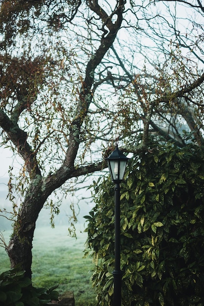 Vintage street light in a forest