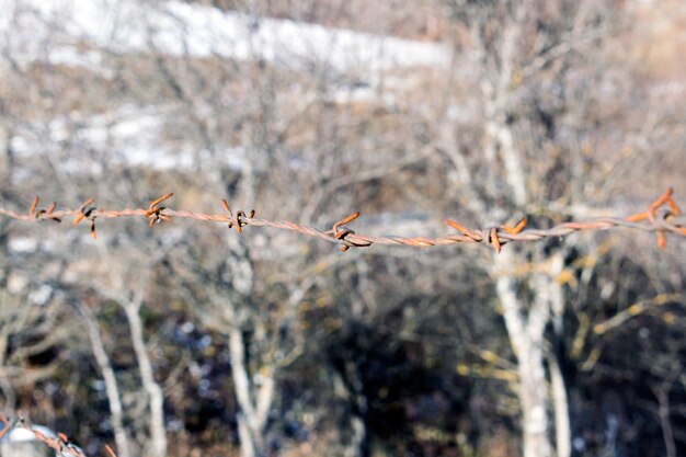 Vintage style. Close up barbed wire on blurred old brick wall. International Day of Commemoration in Memory of the Victims of the Holocaust, Amnesty concept.