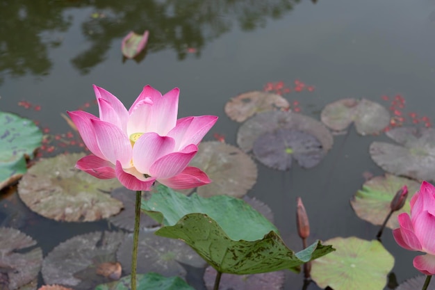 Vintage style lotus pond for background