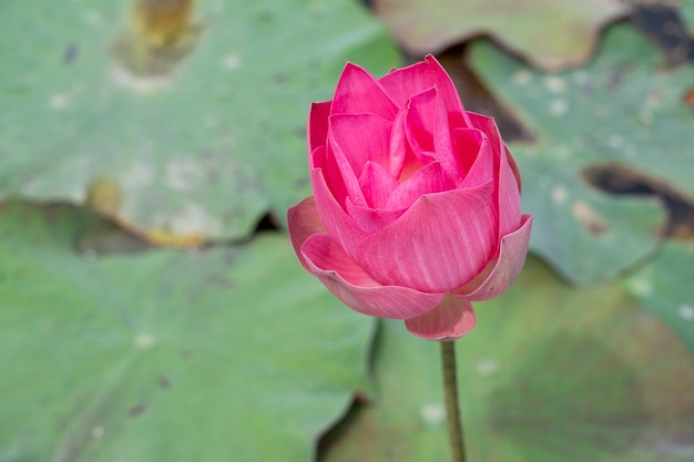 Vintage style lotus pond for background