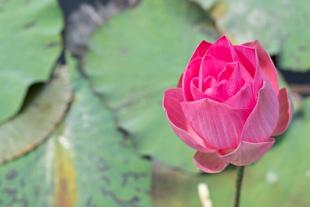 Vintage style lotus pond for background