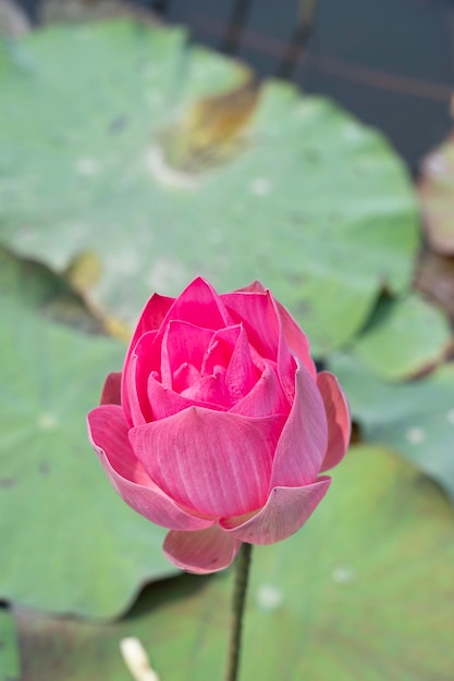 Vintage style lotus pond for background