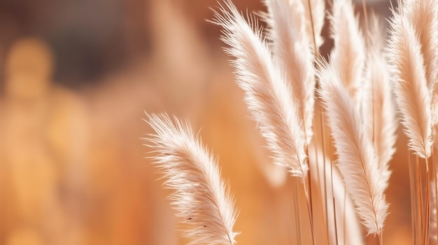 Vintage style of Pampas Grass