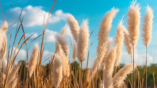 Vintage style of Pampas Grass