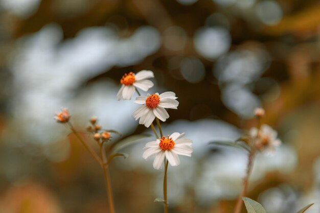 ヴィンテージスタイルの夏の花