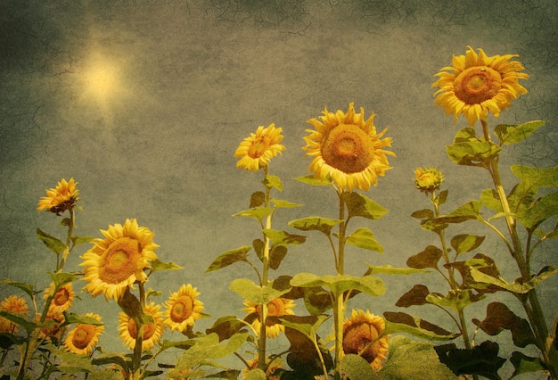 Vintage sunflower field