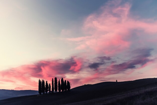 Foto paesaggio soleggiato vintage con campo e alberi