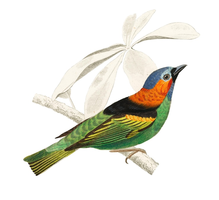 Photo vintage tanagra tatao bird png remix from artworks by charles dessalines dorbigny