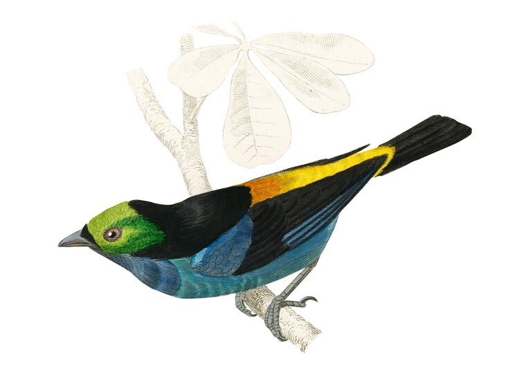 Foto vintage tanagra tatao vogel png remix van kunstwerken van charles dessalines dorbigny