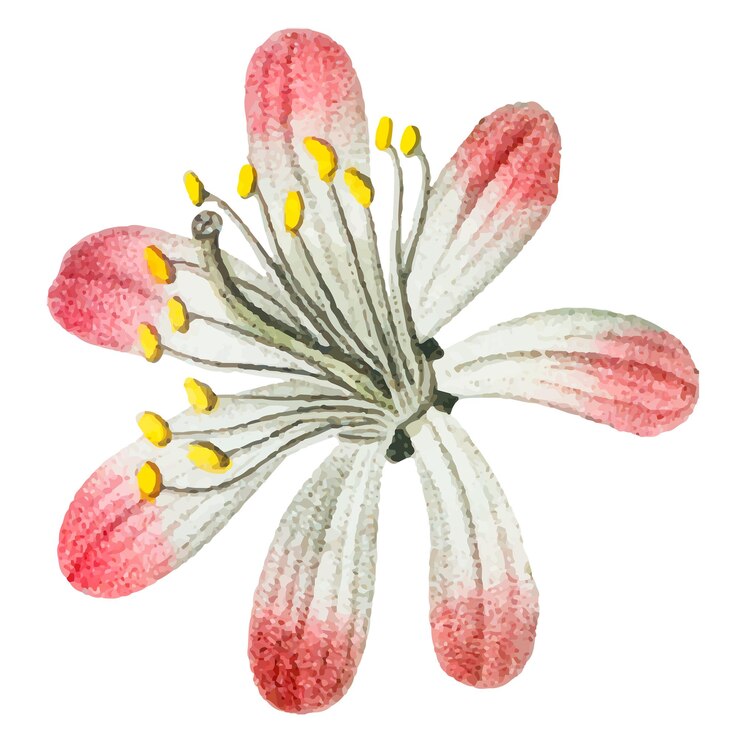 Foto vintage tarflower png sticker plant met de hand getekende illustratie