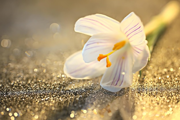 ヴィンテージ色合いの花びらの背景/抽象的な春の背景、フレームの夏の花びら