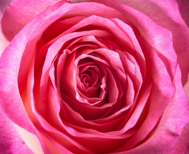 Фото Винтажный тон розовой розы