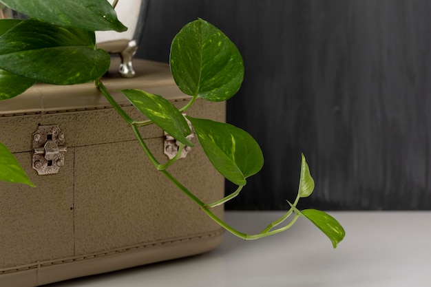 Vintage trunk with a pot on top on a table and copy space