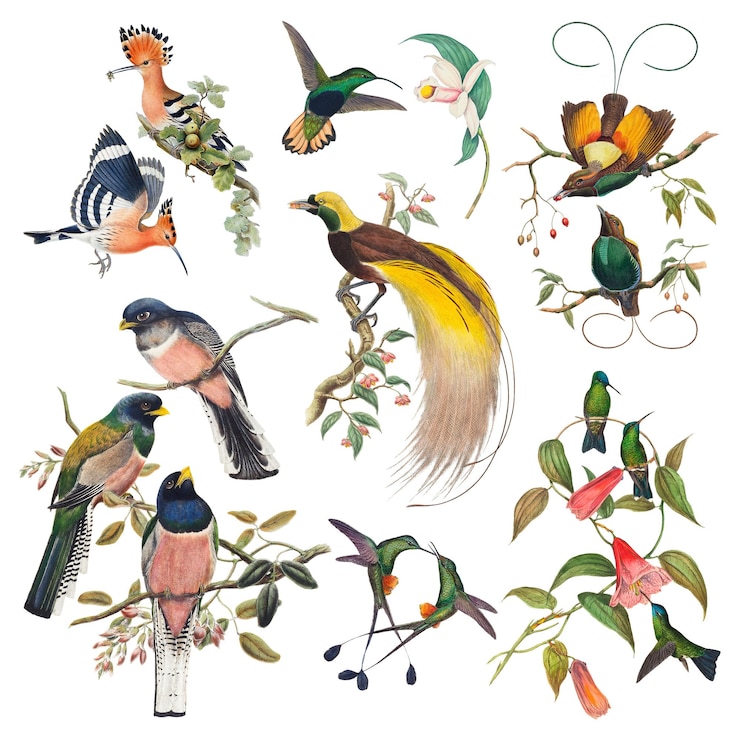 Foto vintage vogel png dier kunst printset geremixt uit public domain collectie