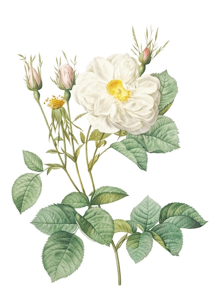 빈티지 화이트 로즈 오브 요크 (Vintage White Rose of York)