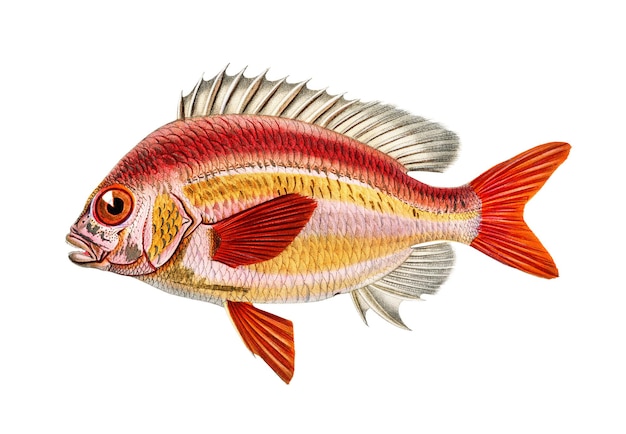 vintage whitecheek monocle bream fish png remix from artworks by charles dessalines dorbigny