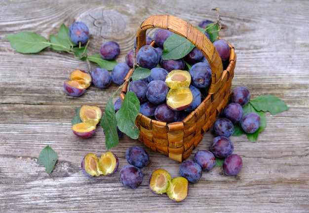 Vintage wicker basket of freshly picked plums in the autumn garden