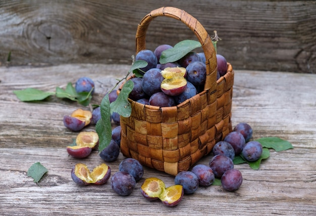 Vintage wicker basket of freshly picked plums in the autumn garden