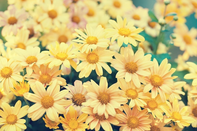 Vintage wild chamomile flowers