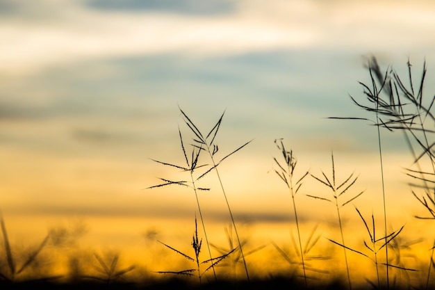 Photo vintage wild flower in sunset