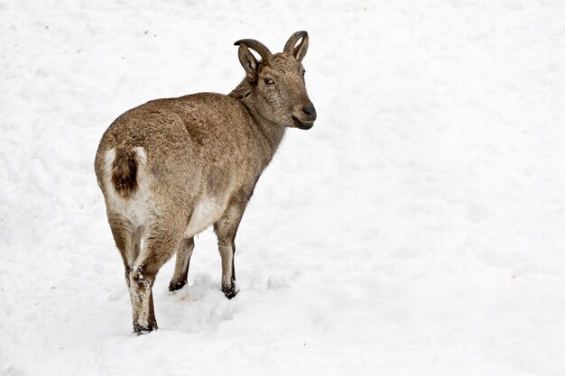 Vintorogy 염소 Markhor