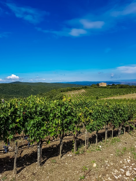 Vinyard in Italy