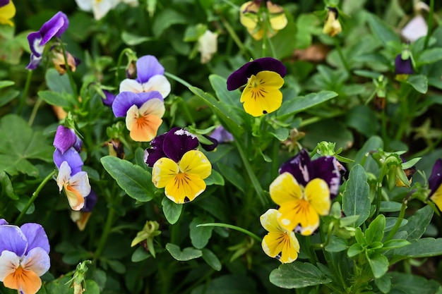 Viola cornuta in the garden