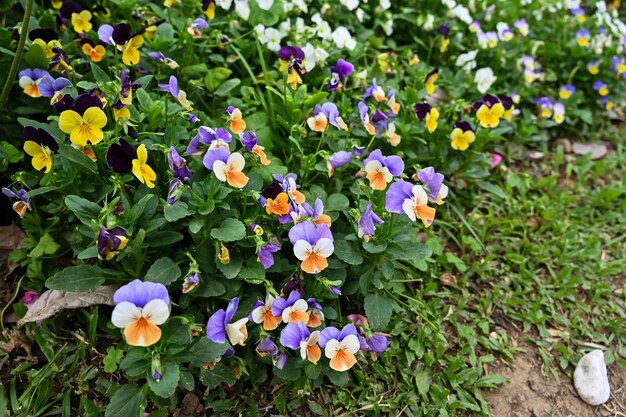 Viola cornuta in de tuin