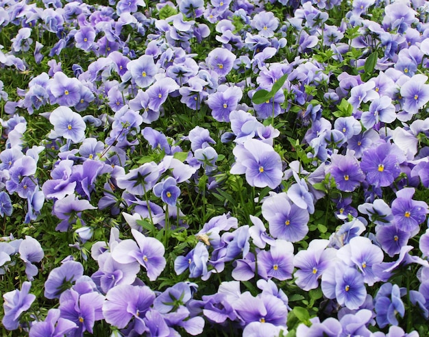 Campo di fiori viola